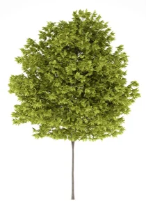 Acacia negra - Aula de la Naturaleza de Arándiga Acacia negra - Aula de la Naturaleza de Arándiga