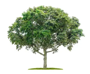 Arce - Aula de la Naturaleza de Arándiga Arce - Aula de la Naturaleza de Arándiga