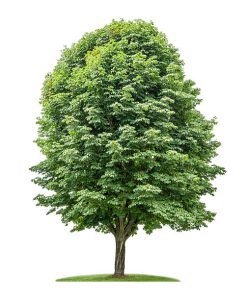 Castaño - Aula de la Naturaleza de Arándiga Castaño - Aula de la Naturaleza de Arándiga