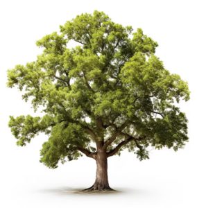 Roble - Aula de la Naturaleza de Arándiga Roble - Aula de la Naturaleza de Arándiga