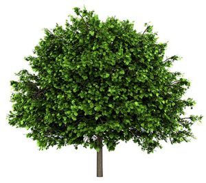 Tilo - Aula de la Naturaleza de Arándiga Tilo - Aula de la Naturaleza de Arándiga