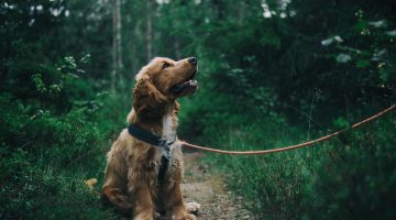 pexels-johann-1254140 pexels-johann-1254140